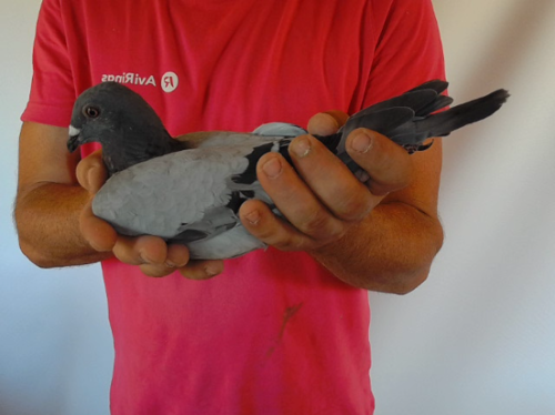 Pigeon image
