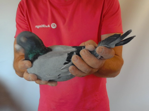 Pigeon image