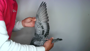 Pigeon image