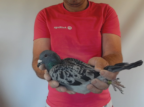 Pigeon image