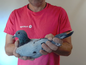 Pigeon image