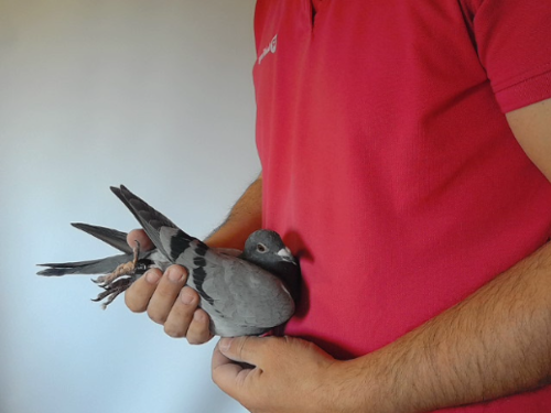 Pigeon image