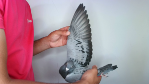 Pigeon image