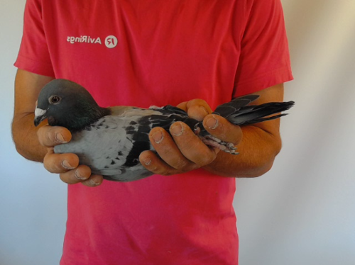 Pigeon image