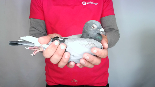 Pigeon image