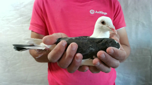 Pigeon image