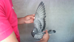 Pigeon image