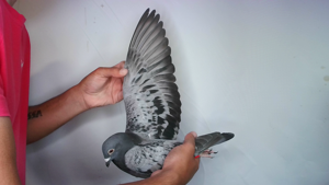 Pigeon image