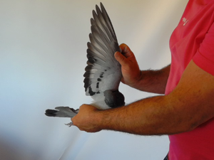 Pigeon image