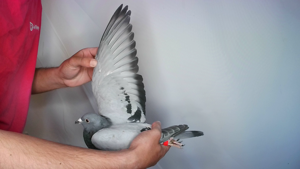 Pigeon image
