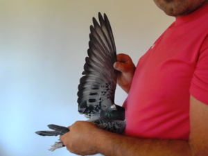 Pigeon image