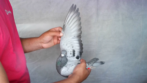 Pigeon image