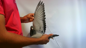 Pigeon image