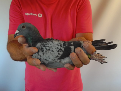 Pigeon image