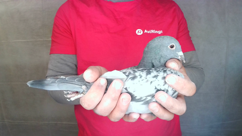 Pigeon image