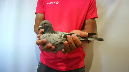 Pigeon image