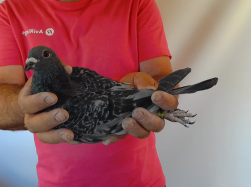 Pigeon image