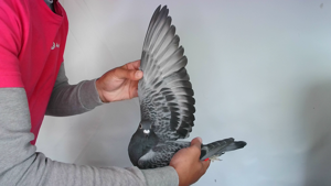 Pigeon image