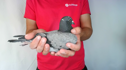 Pigeon image