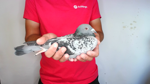 Pigeon image