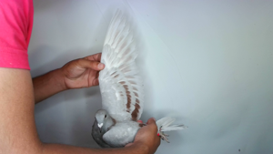 Pigeon image