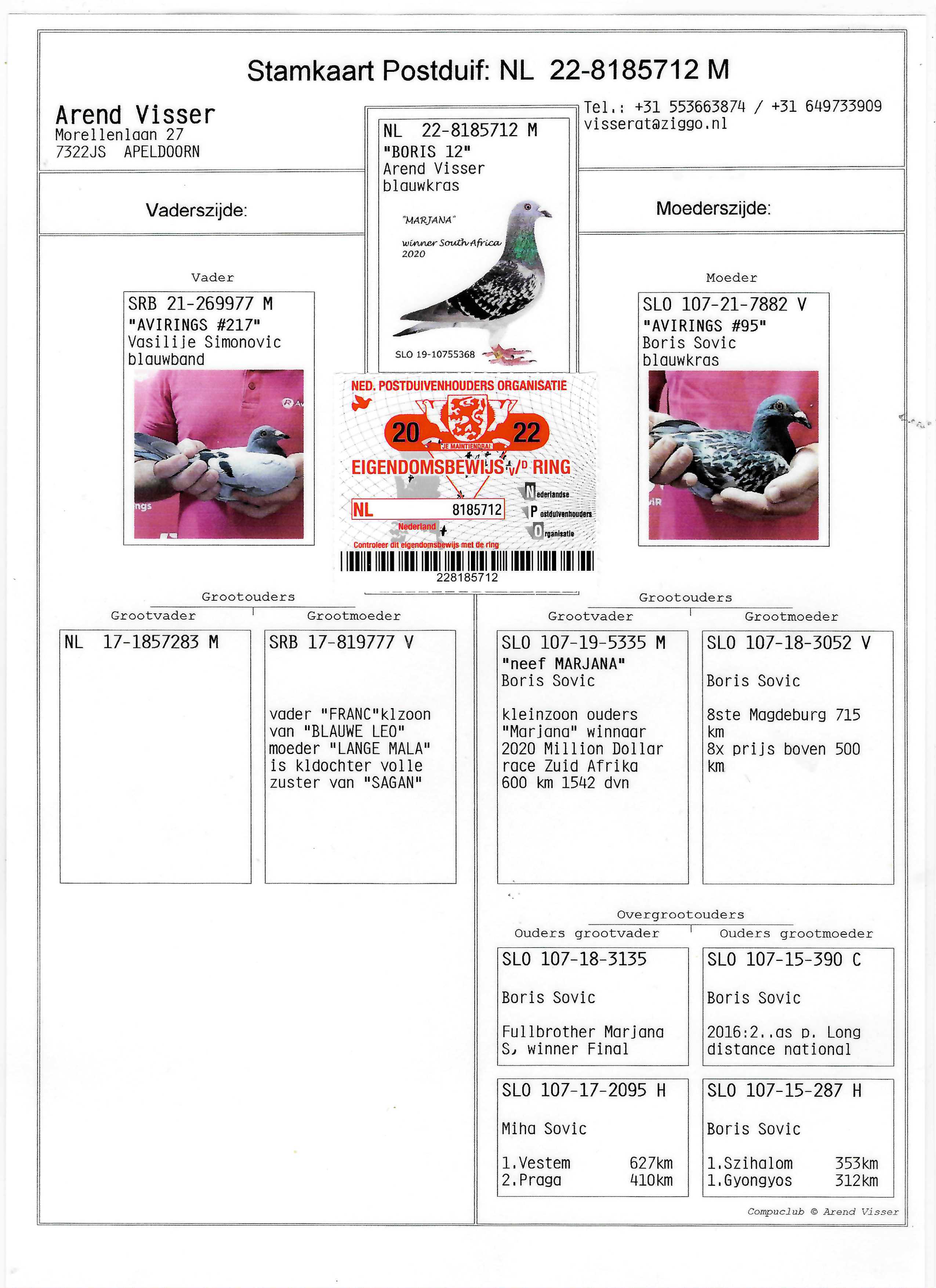 Pigeon pedigree image