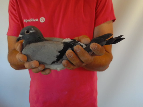 Pigeon image
