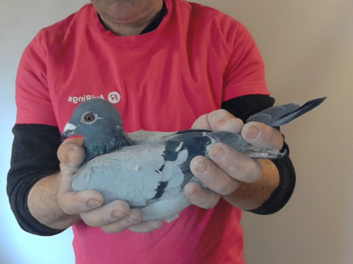 Pigeon image