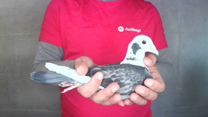 Pigeon image