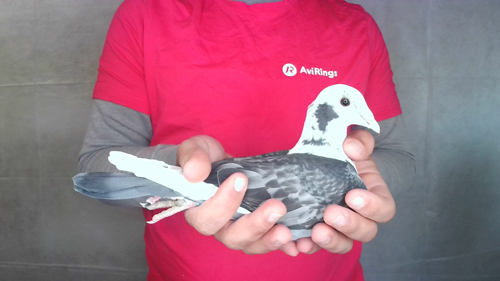 Pigeon image