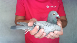 Pigeon image
