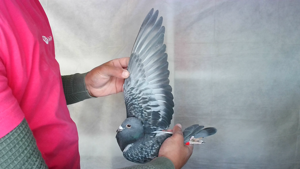 Pigeon image