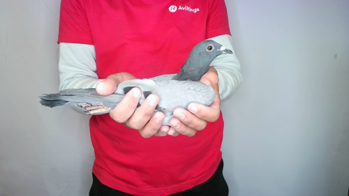 Pigeon image