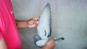 Pigeon image