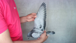 Pigeon image