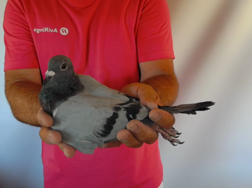 Pigeon image
