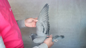 Pigeon image