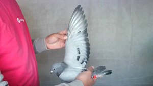 Pigeon image