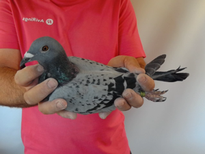 Pigeon image