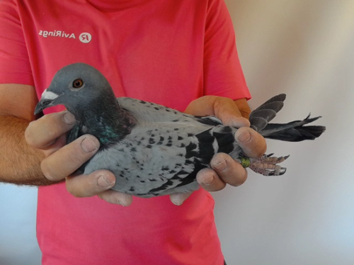 Pigeon image
