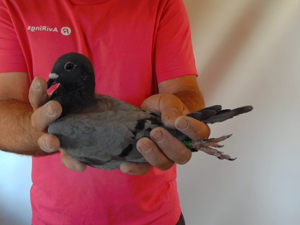 Pigeon image