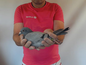 Pigeon image