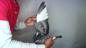 Pigeon image