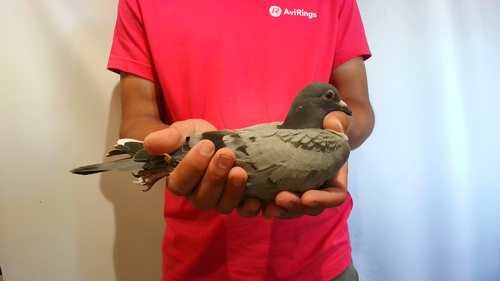 Pigeon image