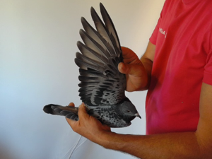 Pigeon image