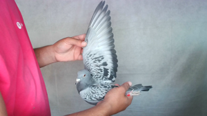 Pigeon image