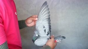 Pigeon image