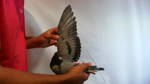 Pigeon image