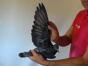 Pigeon image