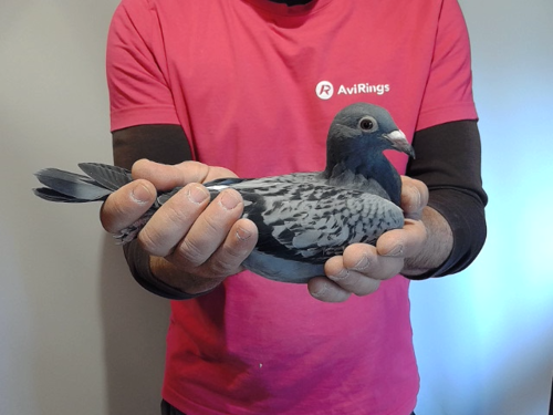 Pigeon image